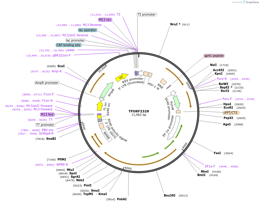143186-plasmid-map-sequence-id-397832