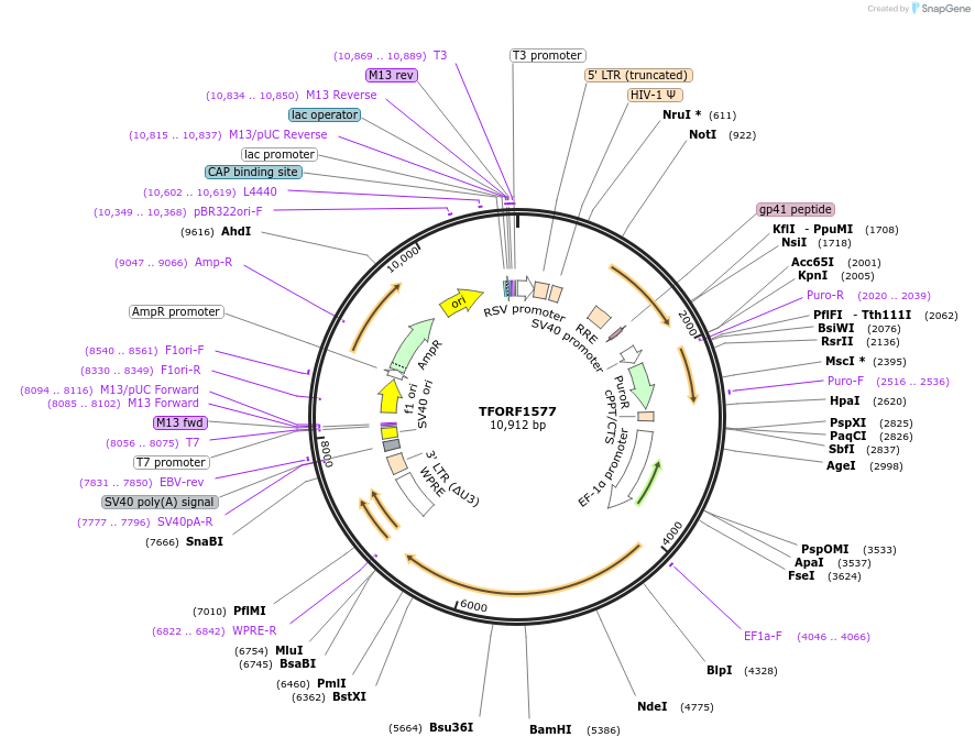 143133-plasmid-map-sequence-id-397840
