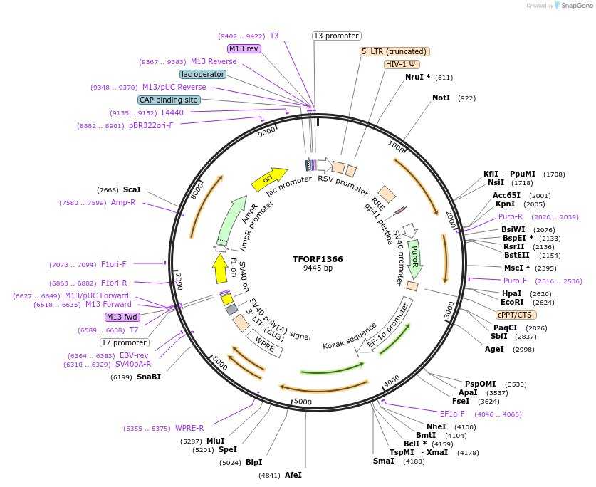 143103-plasmid-map-sequence-id-397843