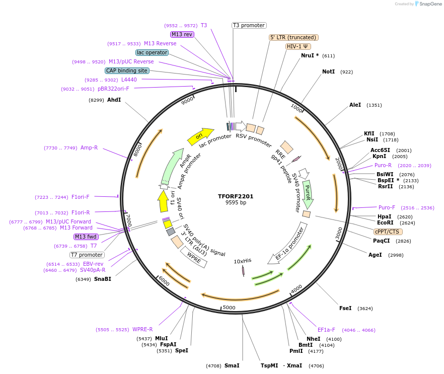 143177-plasmid-map-sequence-id-397844