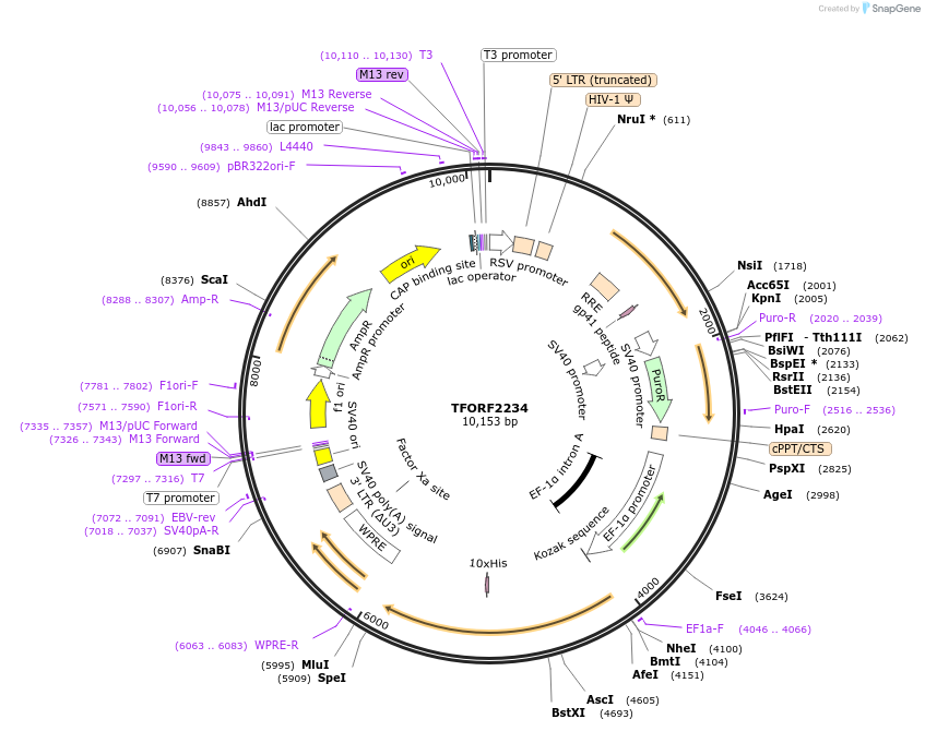 143180-plasmid-map-sequence-id-397848