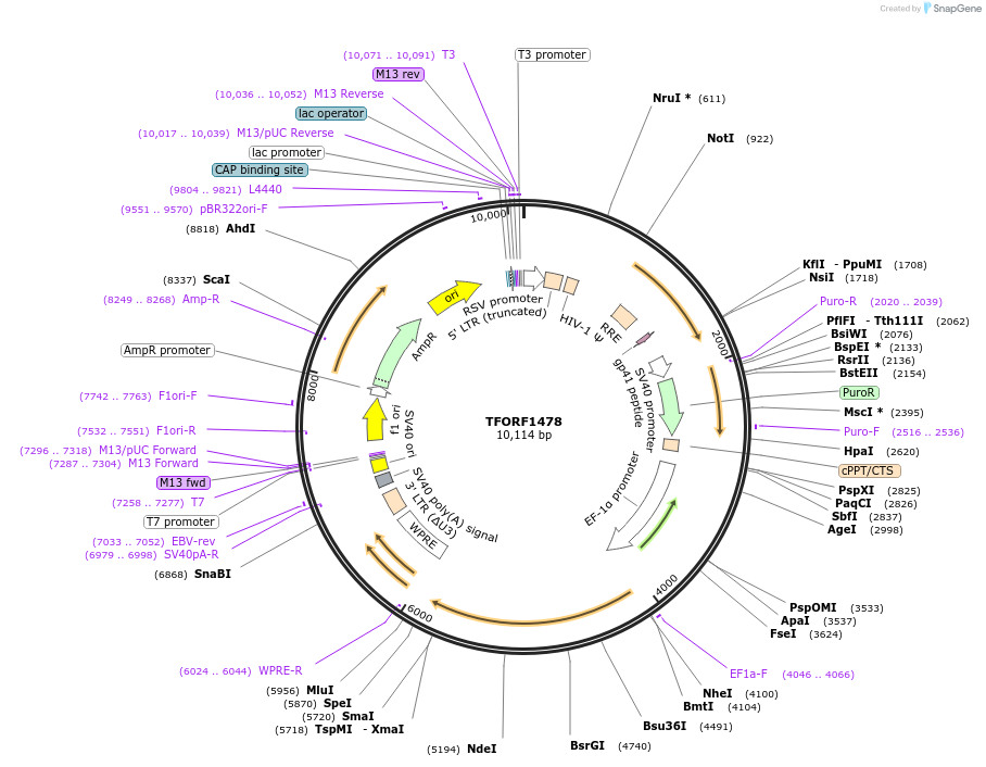 143122-plasmid-map-sequence-id-397852