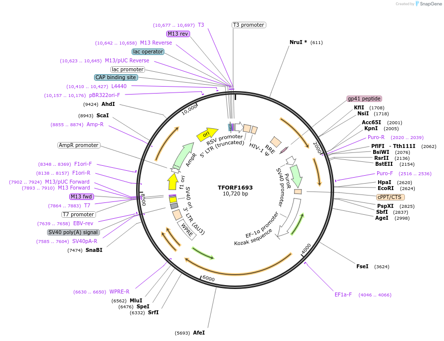 143147-plasmid-map-sequence-id-397853