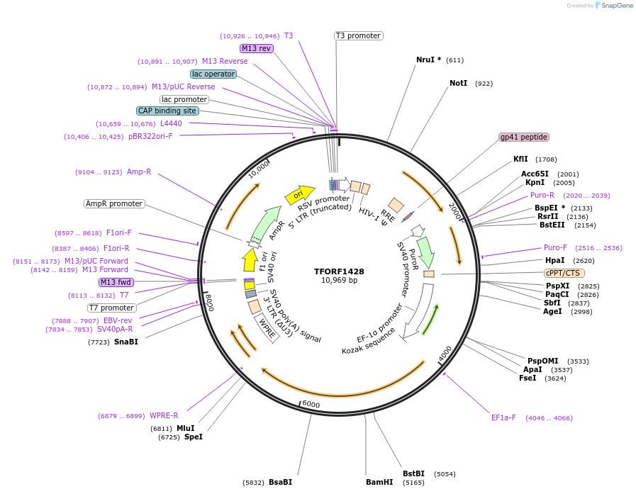 143114-plasmid-map-sequence-id-397856