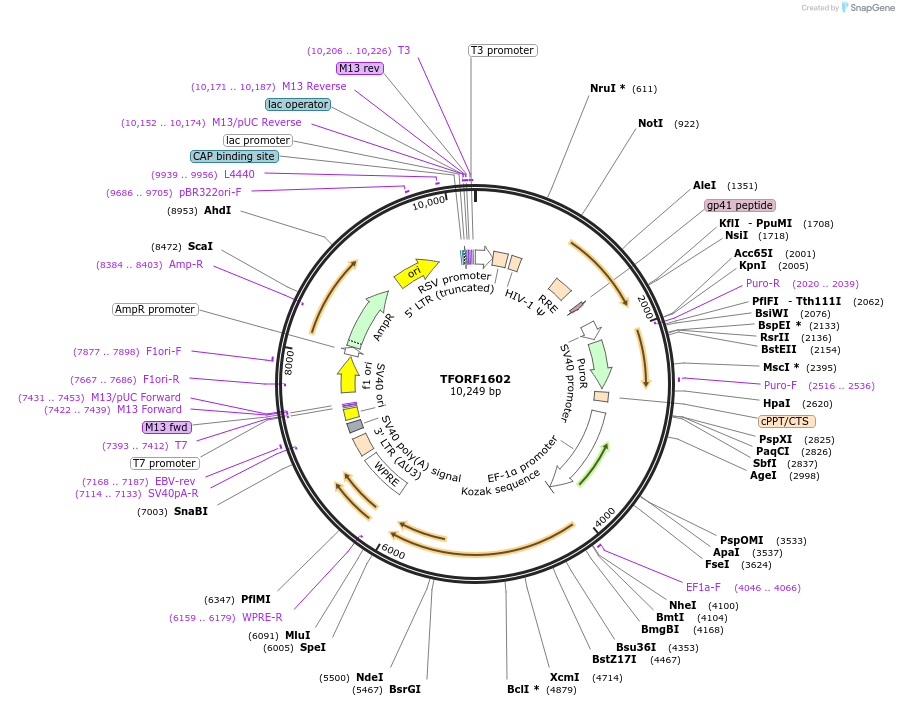 143139-plasmid-map-sequence-id-397857
