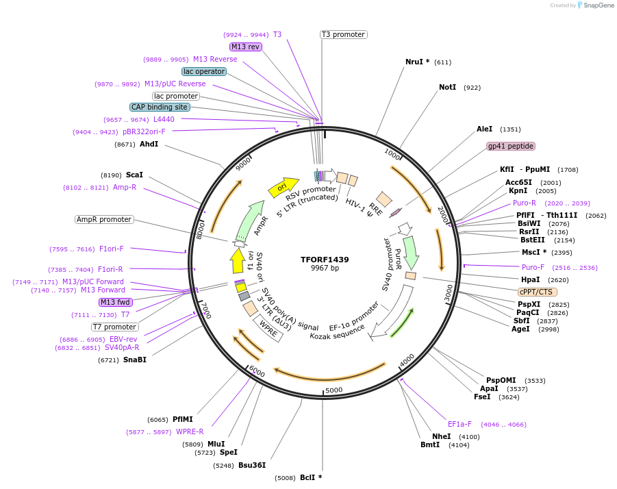 143117-plasmid-map-sequence-id-397858