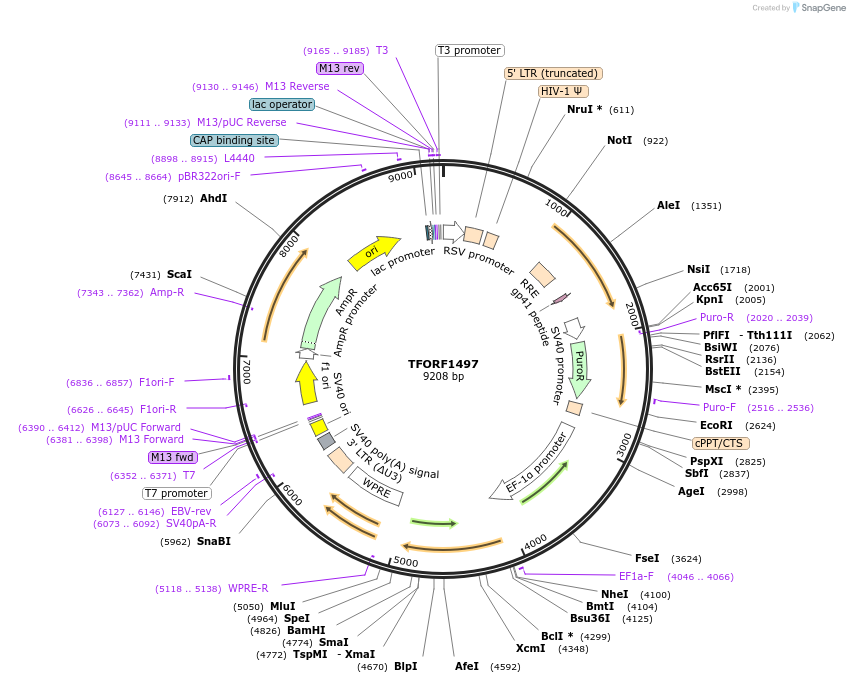 143126-plasmid-map-sequence-id-397859