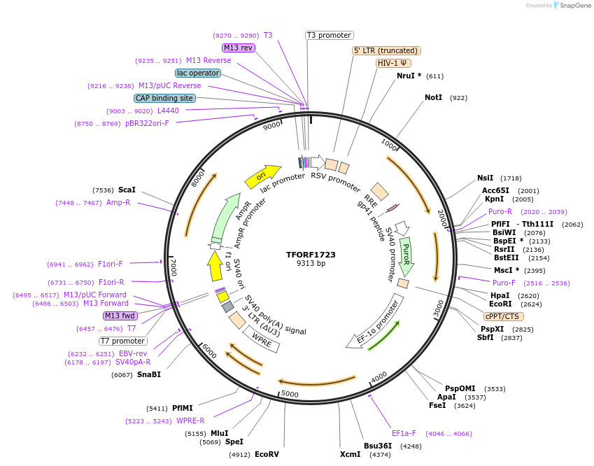143152-plasmid-map-sequence-id-397860
