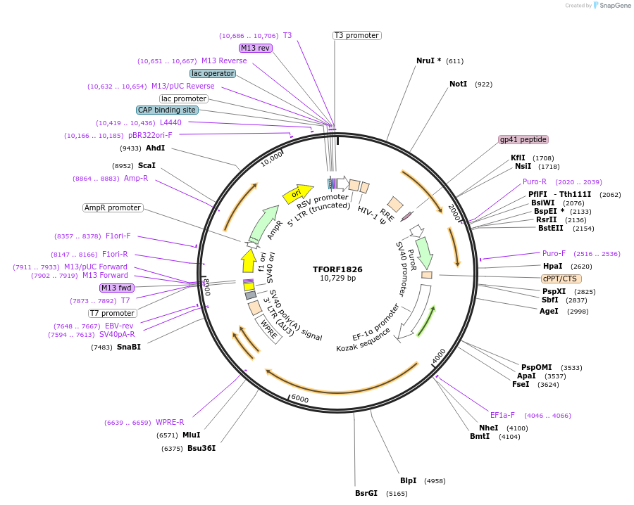 143159-plasmid-map-sequence-id-397861