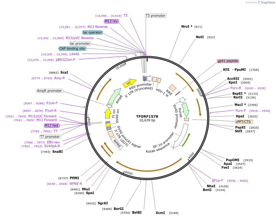 143134-plasmid-map-sequence-id-397862