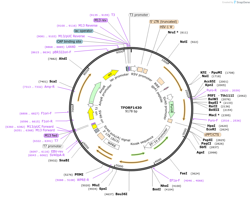143116-plasmid-map-sequence-id-397864