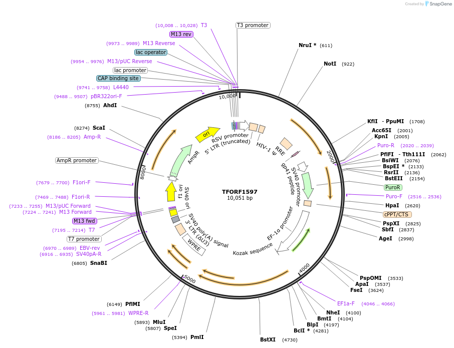 143138-plasmid-map-sequence-id-397866