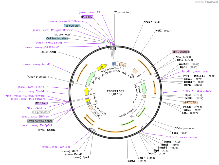 143146-plasmid-map-sequence-id-397867