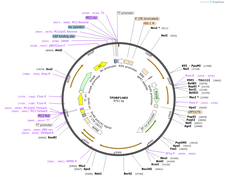 143123-plasmid-map-sequence-id-397868
