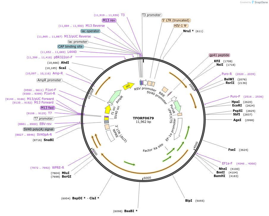 143426-plasmid-map-sequence-id-397870