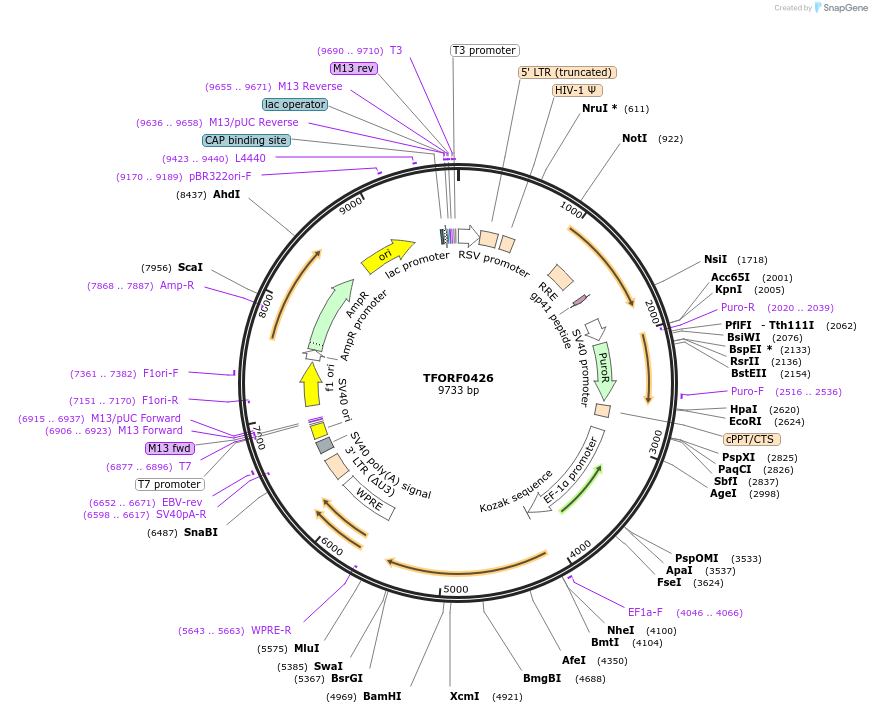 143404-plasmid-map-sequence-id-397871