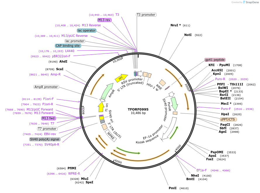 143456-plasmid-map-sequence-id-397874