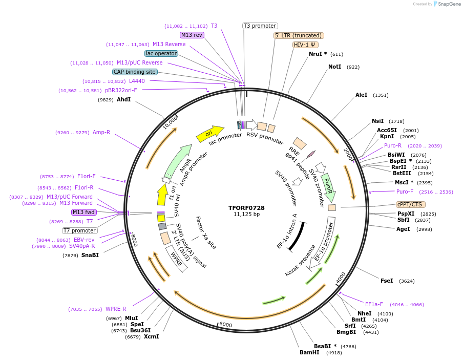 143434-plasmid-map-sequence-id-397875