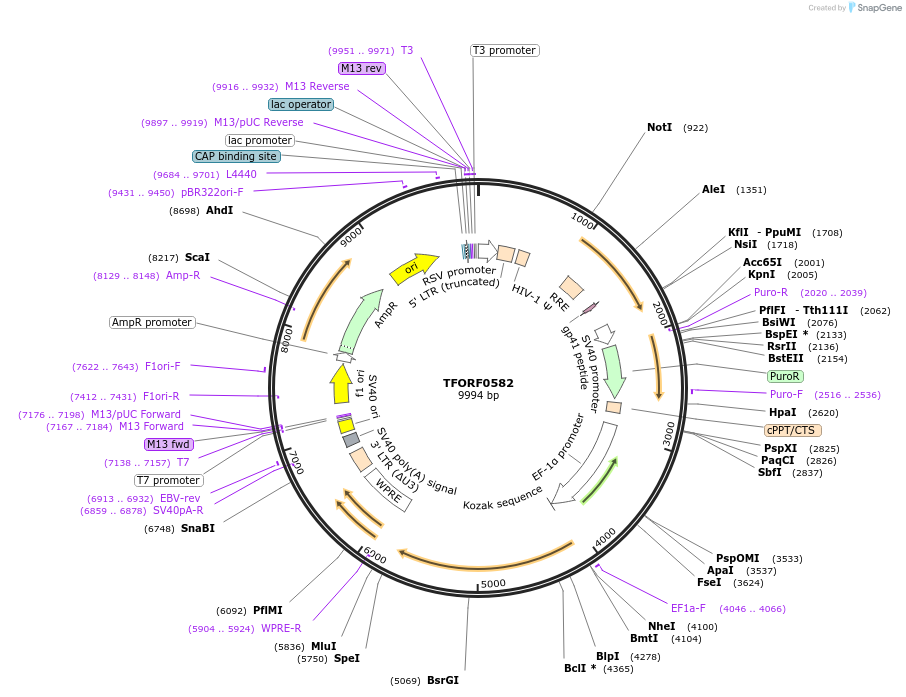 143417-plasmid-map-sequence-id-397878
