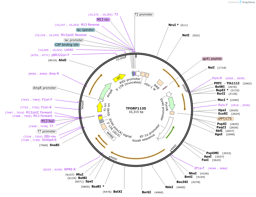 143469-plasmid-map-sequence-id-397881