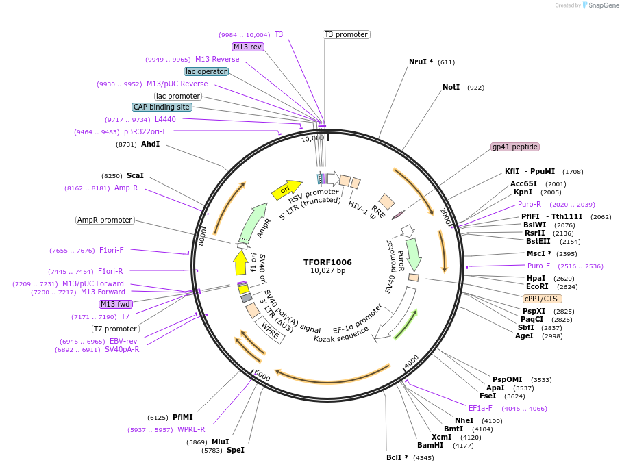 143457-plasmid-map-sequence-id-397885