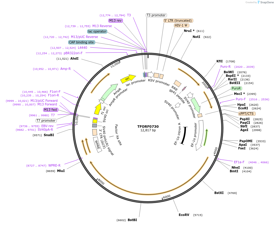 143435-plasmid-map-sequence-id-397886