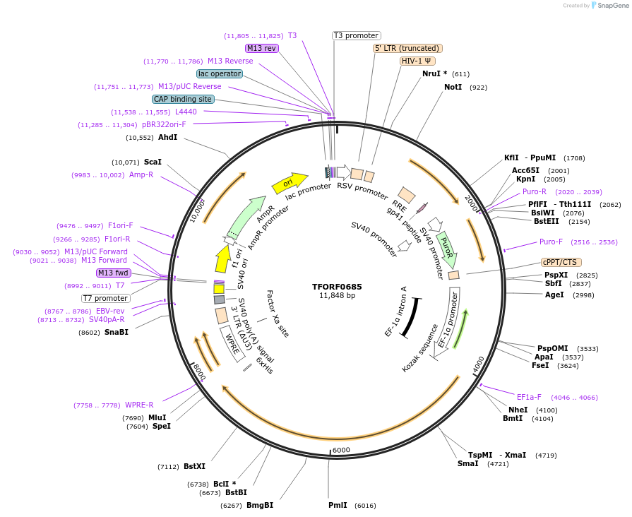 143428-plasmid-map-sequence-id-397888