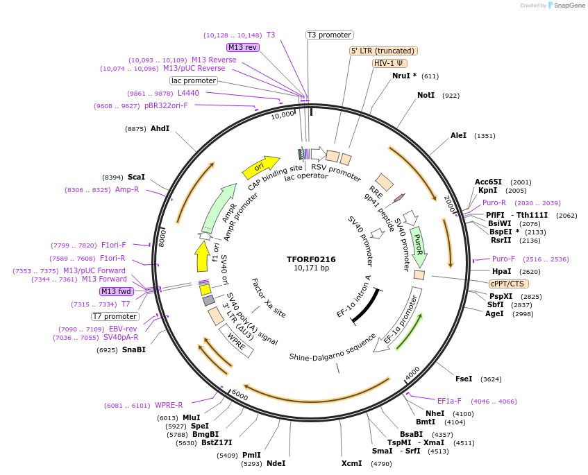 142560-plasmid-map-sequence-id-397890
