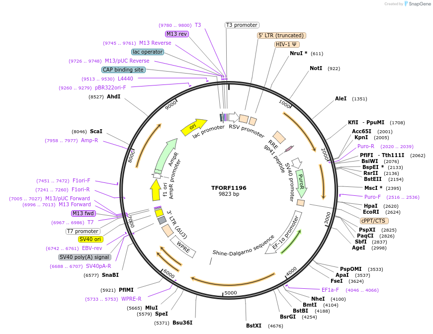 143480-plasmid-map-sequence-id-397891
