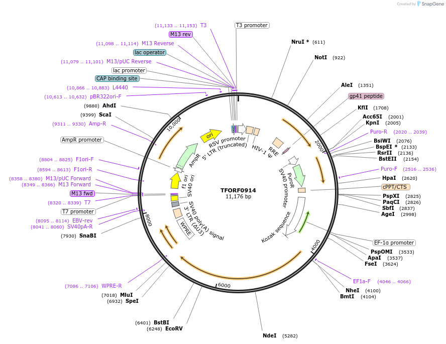 143450-plasmid-map-sequence-id-397892