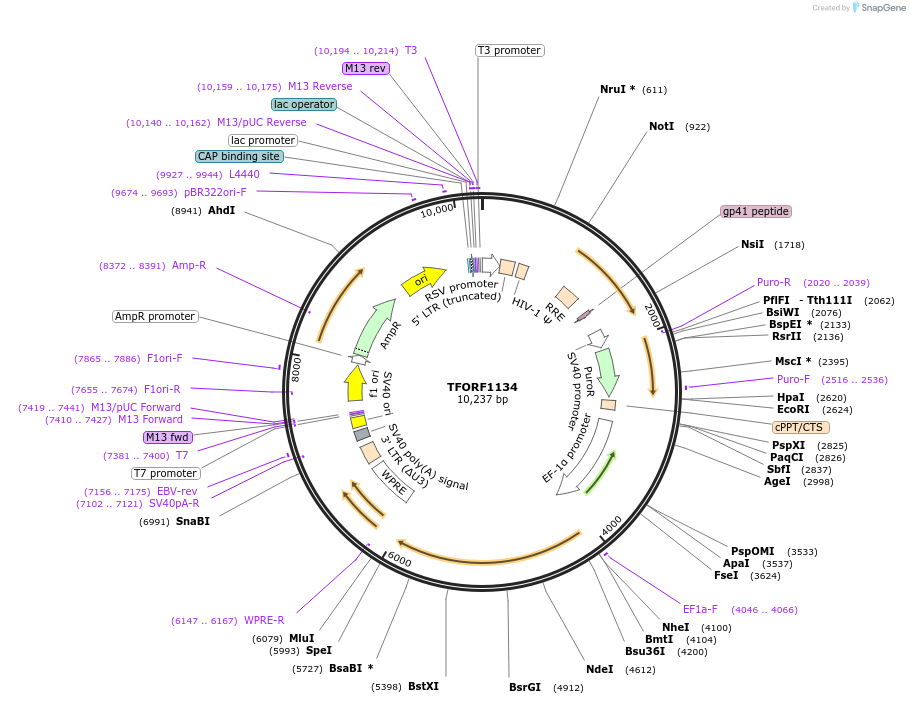 143468-plasmid-map-sequence-id-397893