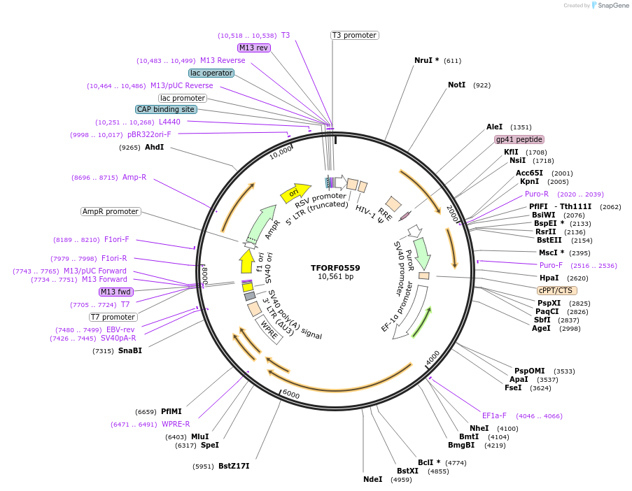 143415-plasmid-map-sequence-id-397895