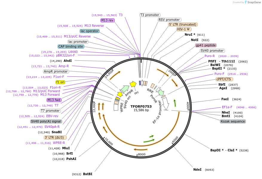 143438-plasmid-map-sequence-id-397898