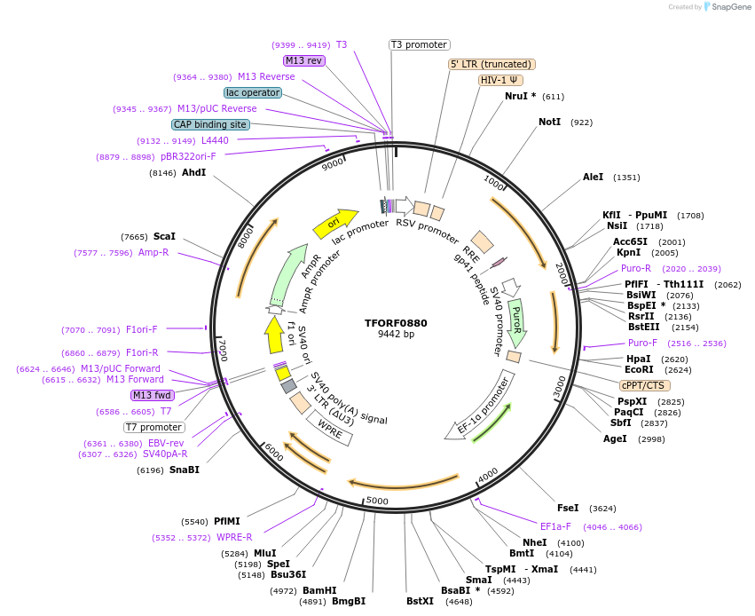 143444-plasmid-map-sequence-id-397899
