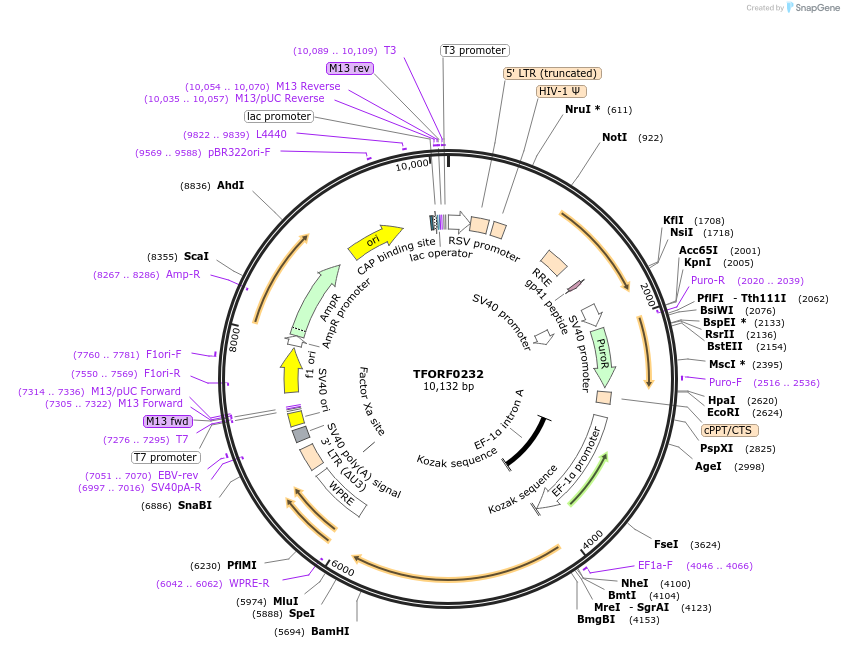 143391-plasmid-map-sequence-id-397903