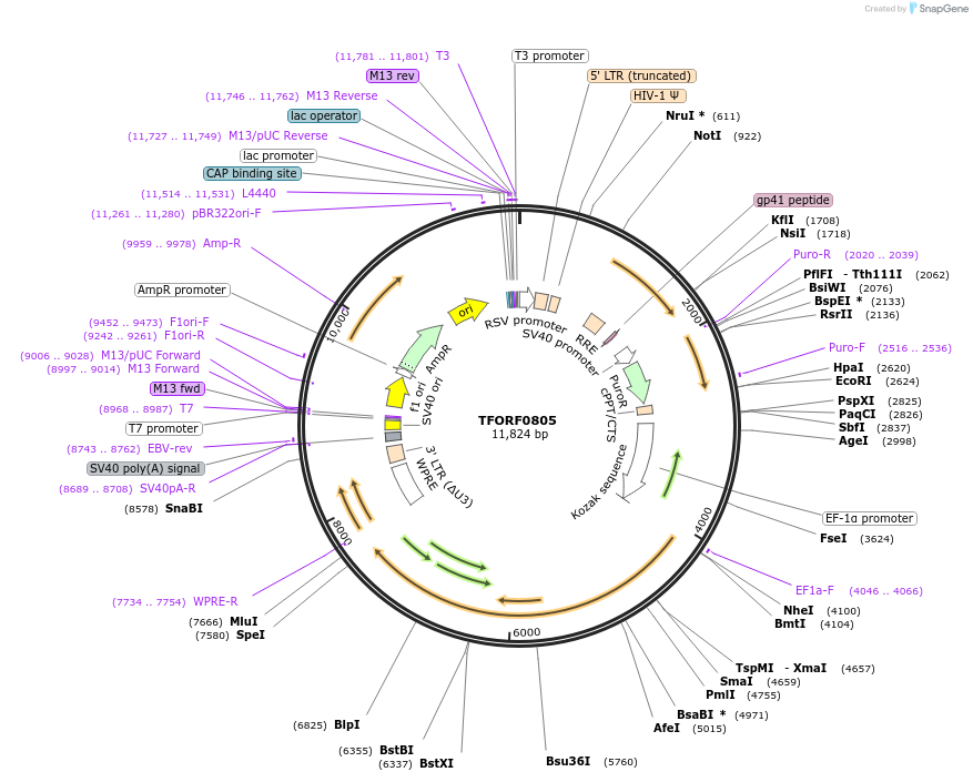 141710-plasmid-map-sequence-id-397904