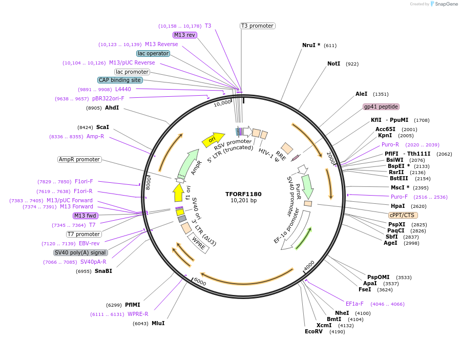 143474-plasmid-map-sequence-id-397905
