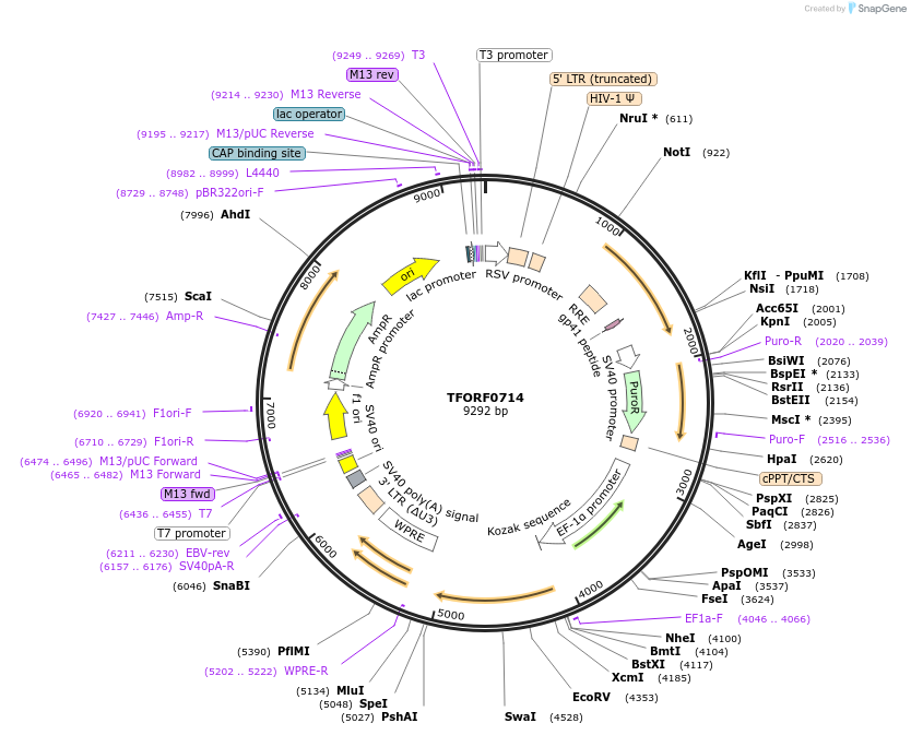 143433-plasmid-map-sequence-id-397906
