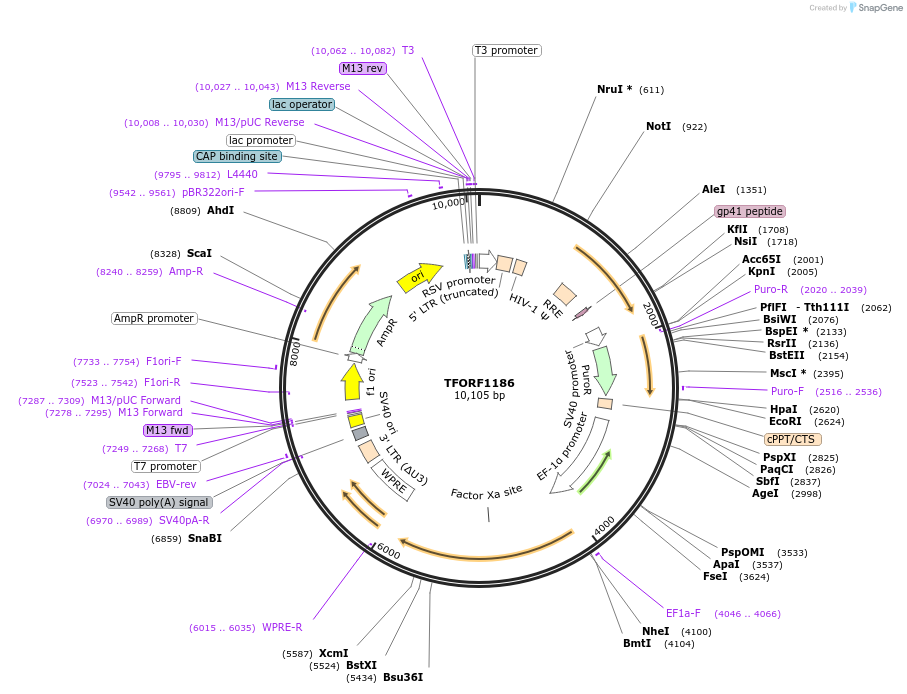 143477-plasmid-map-sequence-id-397907