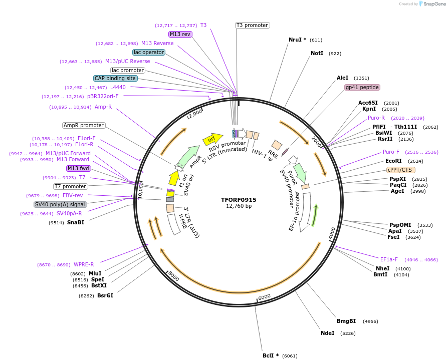 143451-plasmid-map-sequence-id-397908