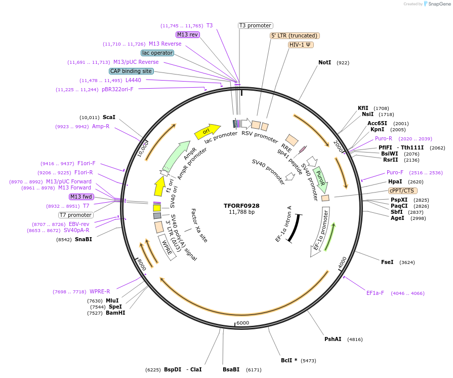 143452-plasmid-map-sequence-id-397909