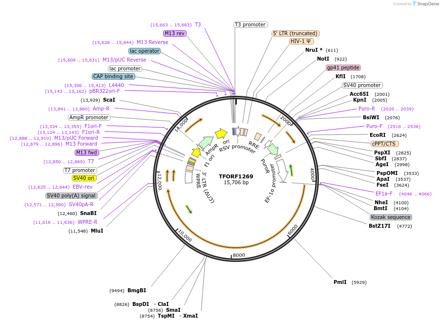 143482-plasmid-map-sequence-id-397910