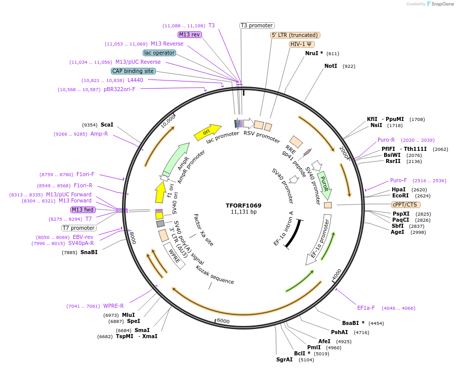 143463-plasmid-map-sequence-id-397913