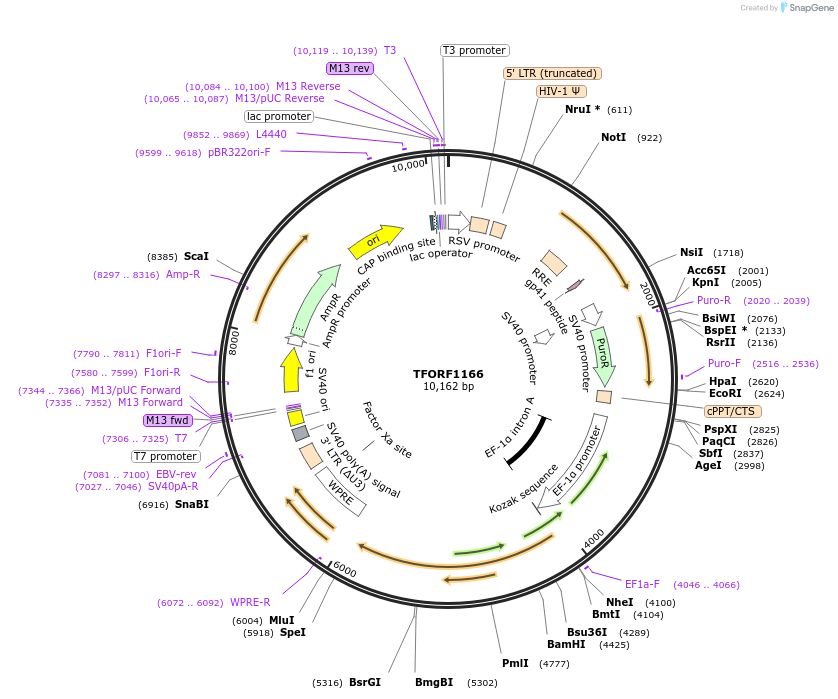 143471-plasmid-map-sequence-id-397914