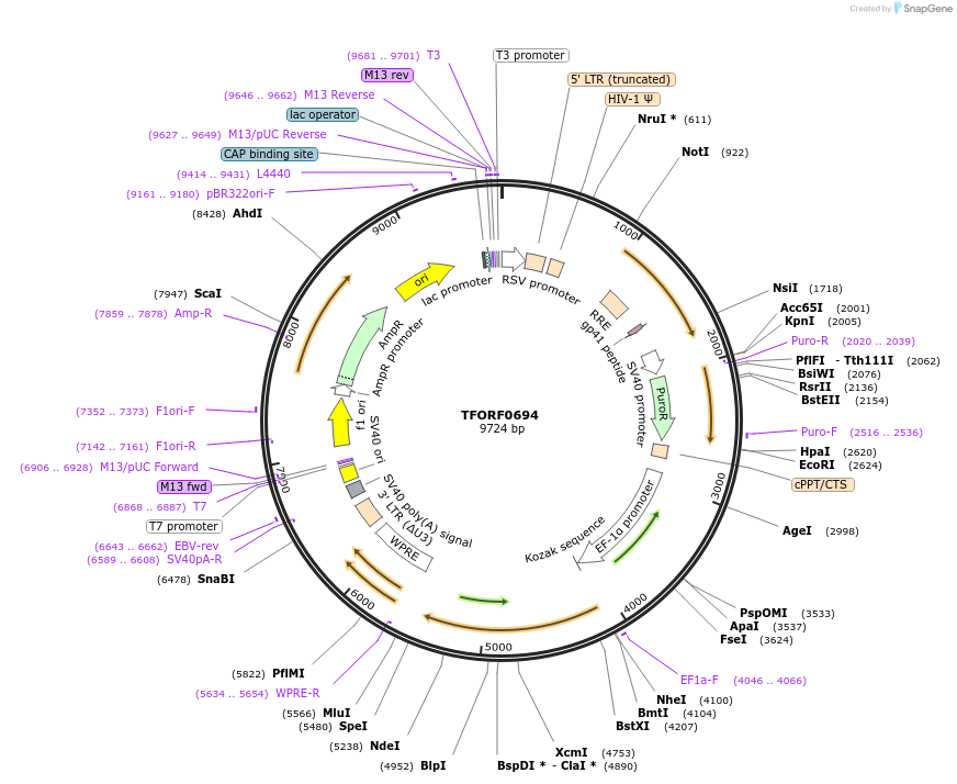 141664-plasmid-map-sequence-id-397916