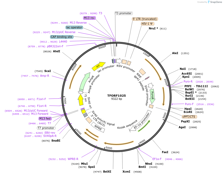 143458-plasmid-map-sequence-id-397917