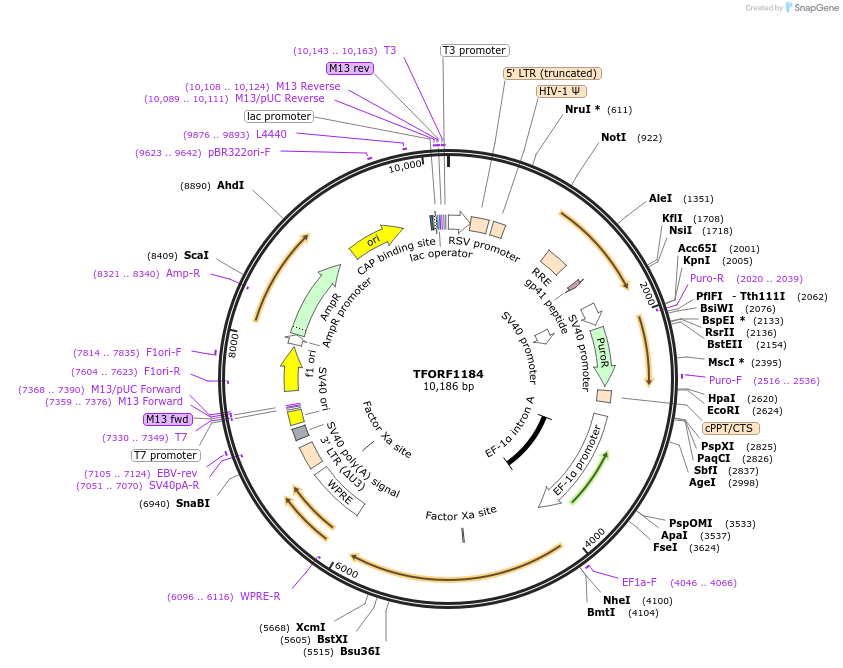 143476-plasmid-map-sequence-id-397918