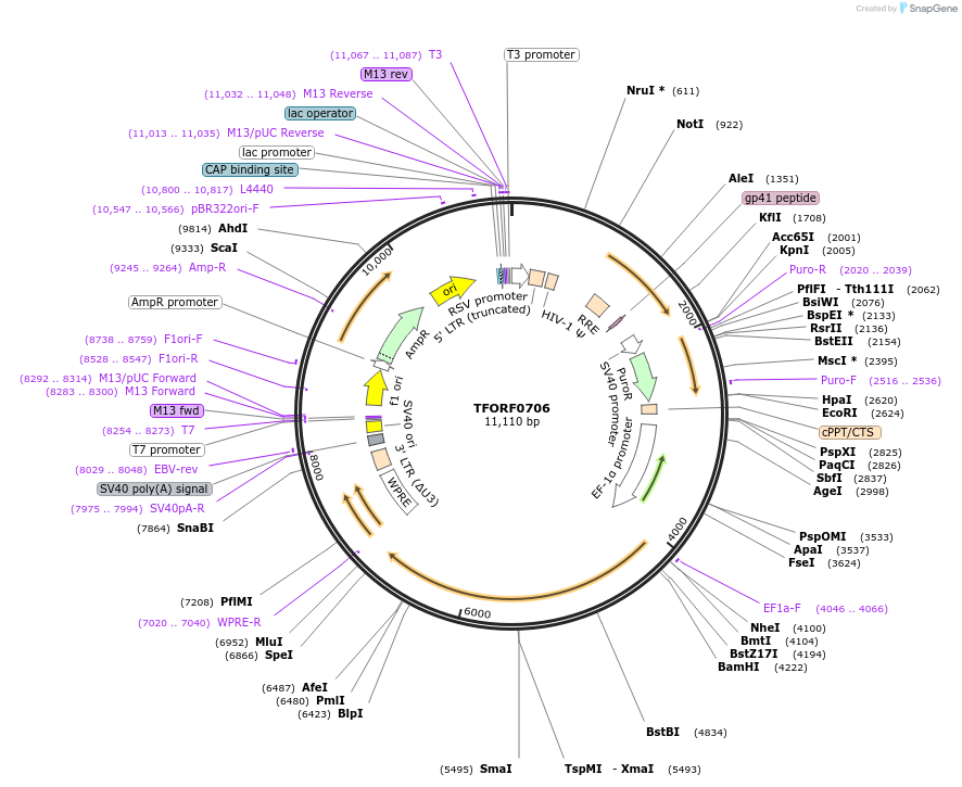 143432-plasmid-map-sequence-id-397919