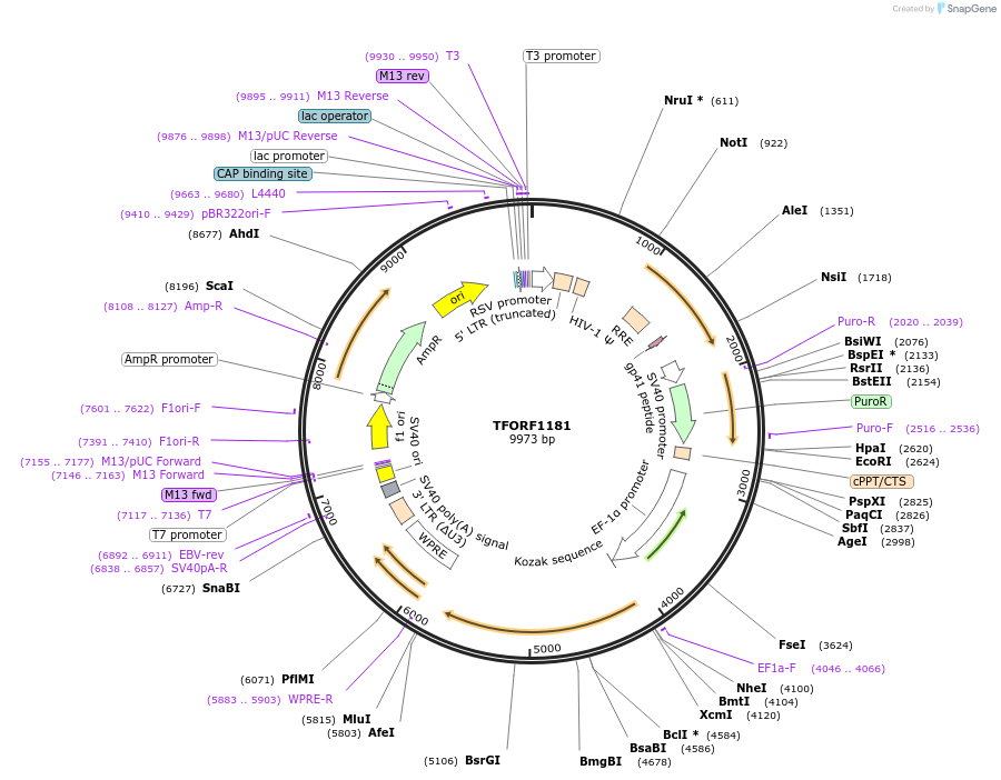 143475-plasmid-map-sequence-id-397920