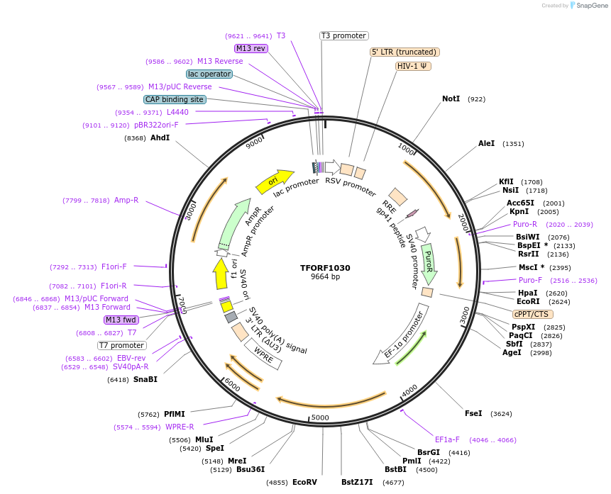 143461-plasmid-map-sequence-id-397921